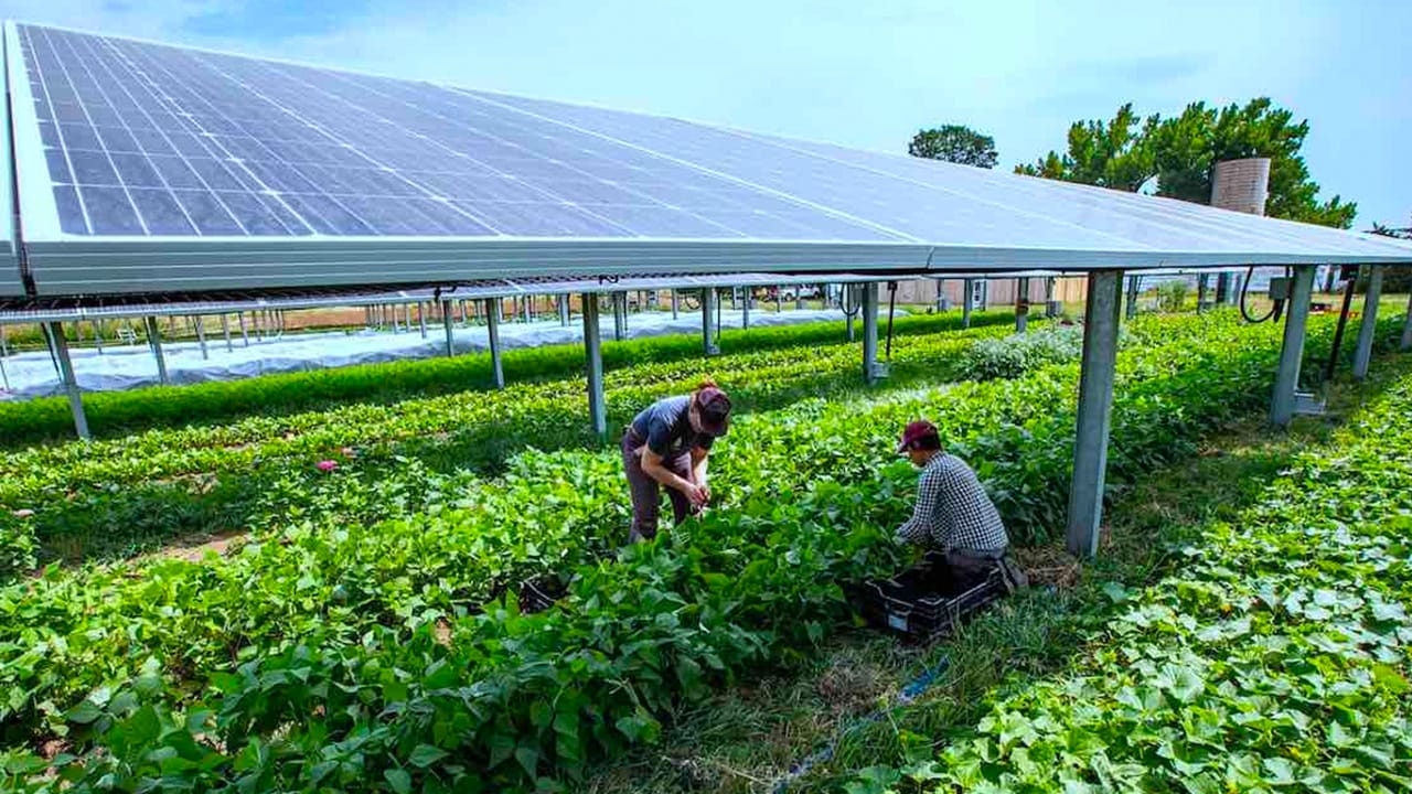 How Solar Panels Are Changing Agriculture - Agrivoltaics Revisited